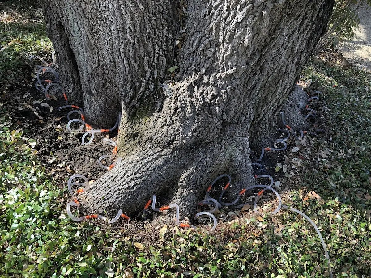 Detailed Tree Cabling and Bracing job site in La Villa